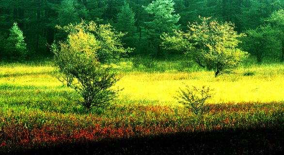 梦幻草地风景图片下载