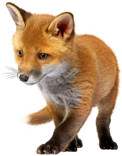 狐狸野生动物素材
