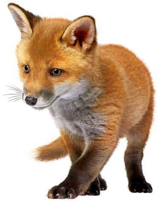 狐狸野生动物素材