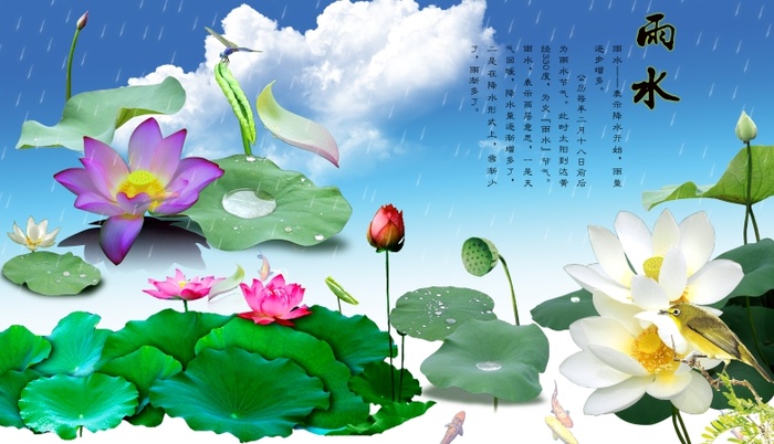 荷花 荷叶 荷蕊 出污泥而不染 蜻蜒 鸟 金鱼 雨点 天空 云朵 