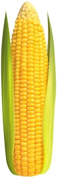 玉米免抠(195x600)