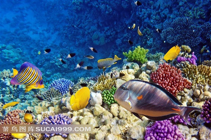 唯美的海洋生物背景画