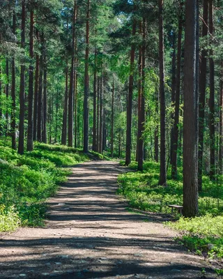 晴天幽静森林松林小道摄影图