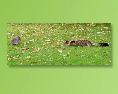 宠物猫萌宠图片素材 宠物猫萌宠图片素材