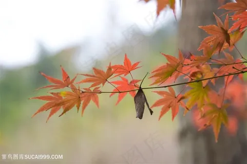 红枫展露尖尖角
