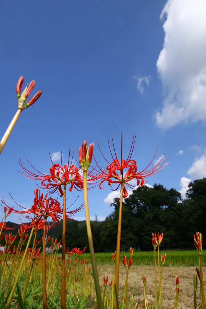 野外彼岸花唯美图片