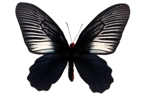 蝴蝶 彩蝶 花蝴蝶 动物 昆虫 免抠