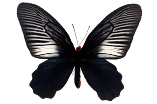 蝴蝶 彩蝶 花蝴蝶 动物 昆虫 免抠