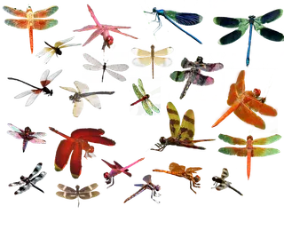 昆虫蜻蜓动物免扣素材虫子蝴蝶