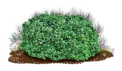 布什 PNG免抠(1024x597)