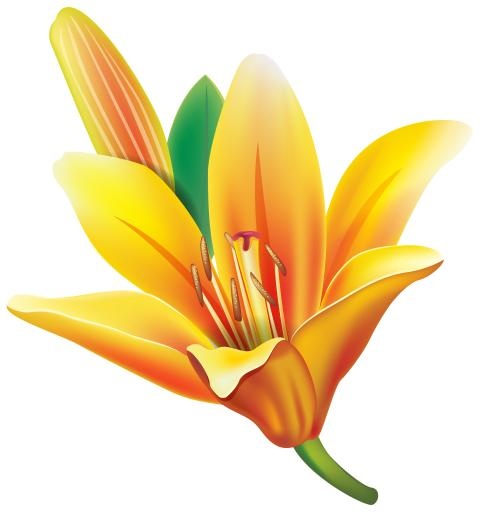 百合花免抠(2816x3000)