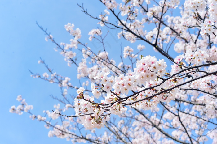 日本樱花唯美意境图片