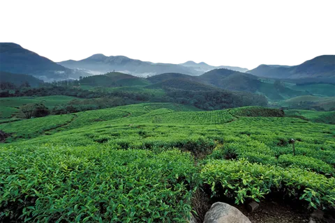 现代农业茶叶山