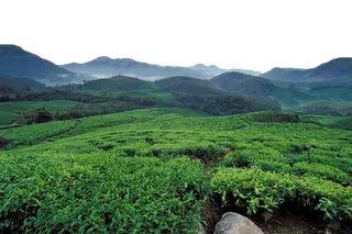 现代农业茶叶山