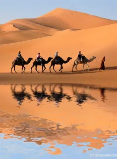 沙漠中的骆驼队
