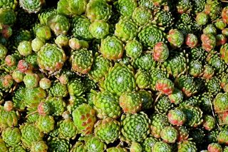 绿色多肉植物观赏图片