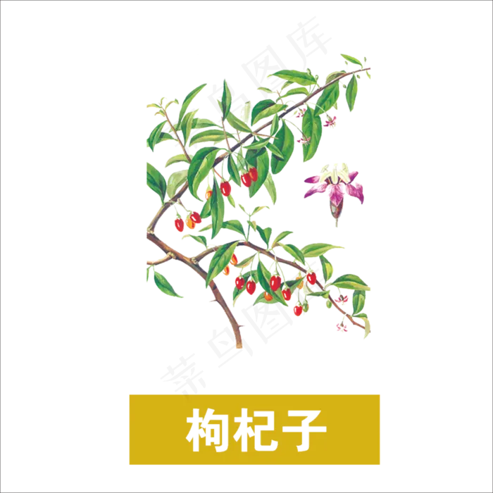 手绘草本中药药材枸杞子