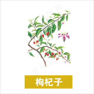 手绘草本中药药材枸杞子 手绘草本中药药材枸杞子