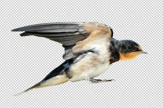 燕子免扣素材