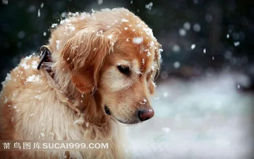 冬天里的金毛犬摄影