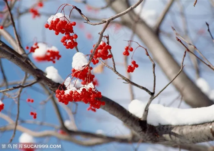 冰天雪地-被雪覆盖着的枝条上挂着红色果子