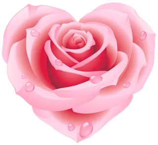 玫瑰花爱心型情人节