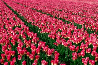 郁金香鲜花花海图片