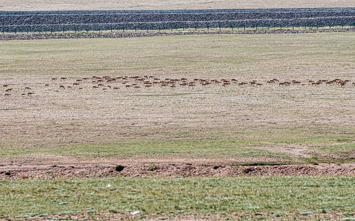 藏羚羊迁徙