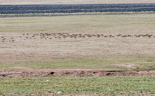 藏羚羊迁徙