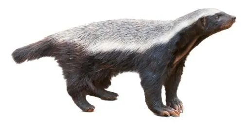 獾 PNG(1440x749)