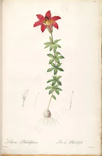 雷杜德原版花草唯美花卉复古插画 雷杜德原版花草唯美花卉复古插画