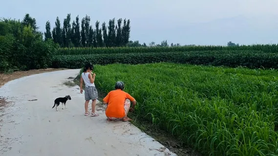 乡村田野老人孩童和狗