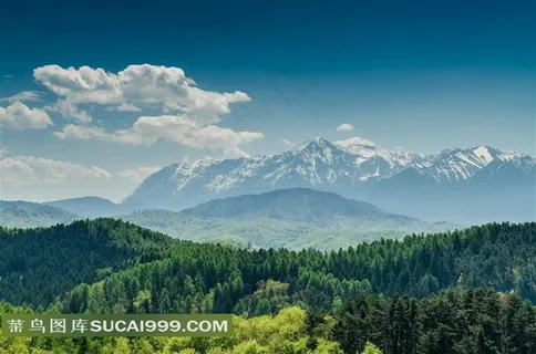 绿色防护林图片