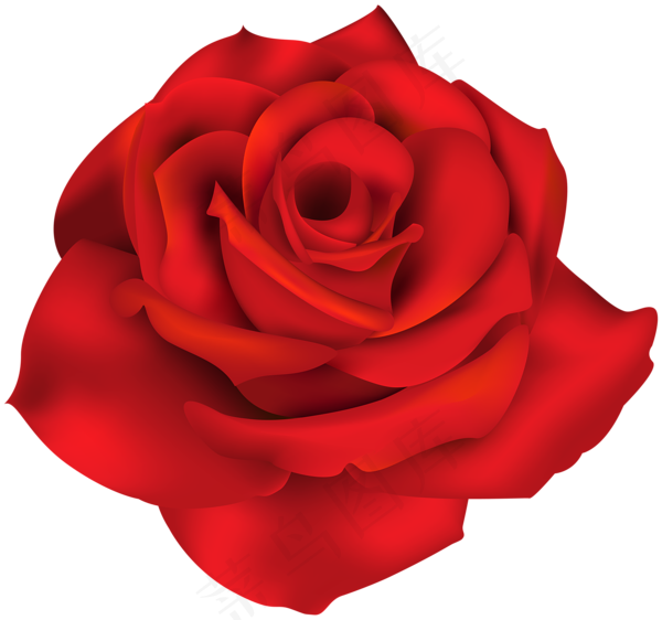 玫瑰 红色 红玫瑰 玫瑰花 花朵 鲜花特写 免抠