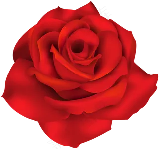 玫瑰 红色 红玫瑰 玫瑰花 花朵 鲜花特写 免抠