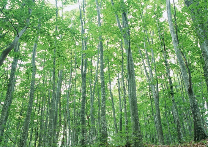 森林树木美丽风景图片素材