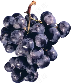 葡萄免抠素材 (18)