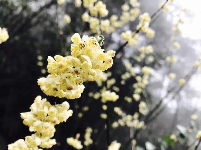 春天雨季黄白色野花特写