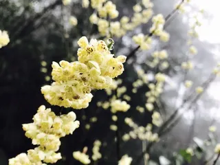 春天雨季黄白色野花特写 春天雨季黄白色野花特写