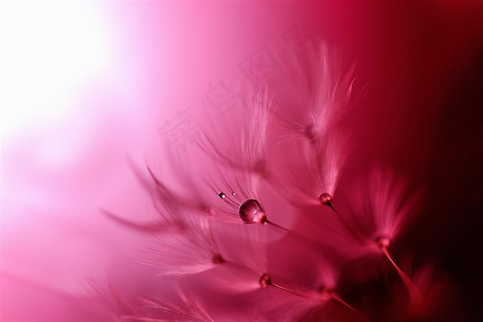 唯美露珠蒲公英鲜花图片