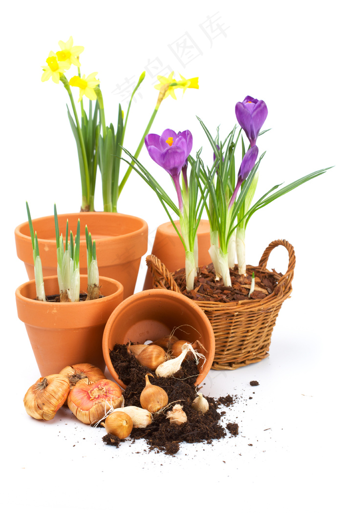 水仙花图片下载