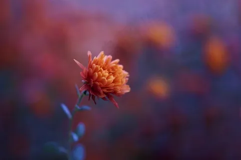 唯美高清鲜花图片素材 唯美高清鲜花图片素材