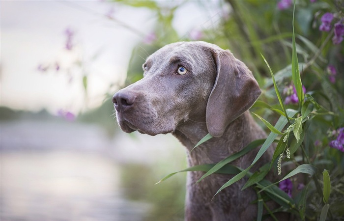 高清威玛猎犬狗狗摄影图片