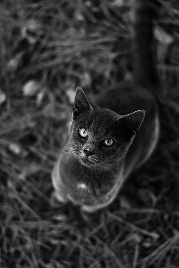 可爱猫咪猫猫摄影素材