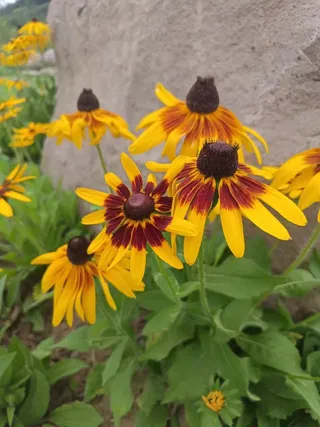 二色金光菊高清图片