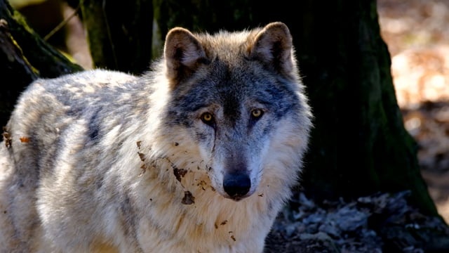 狼, 白色的, 捕食者, 危险的, 野生动物