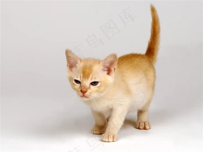 可爱的宠物小猫素材