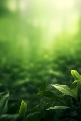 简约树叶丛林小草绿色简约背景