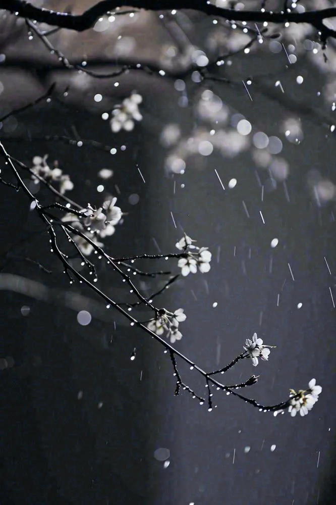 冬天雪花枝叶植物简约意境，冬季小雪大雪冬至摄影图(896x1344)
