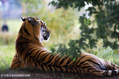 侧卧的老虎图片